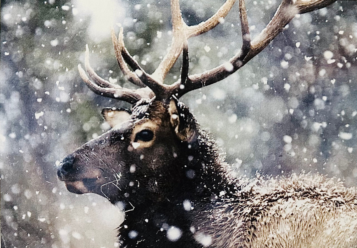 Bull Elk in Snowstorm