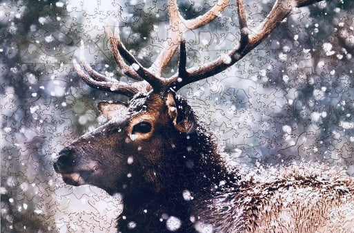 Bull Elk in Snowstorm